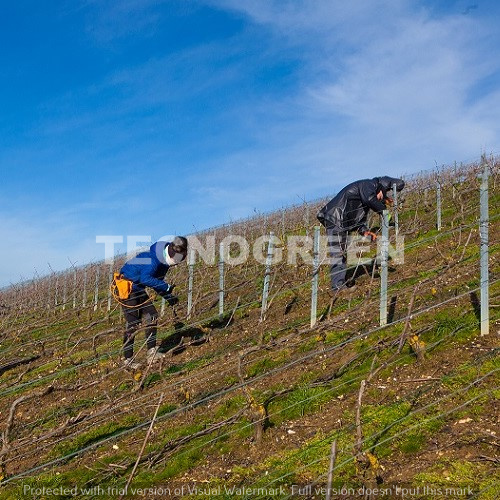 Potatura nuovi impianti di vigneto  - Cordone e Guyot